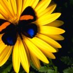 The Law of Reciprocal Attraction