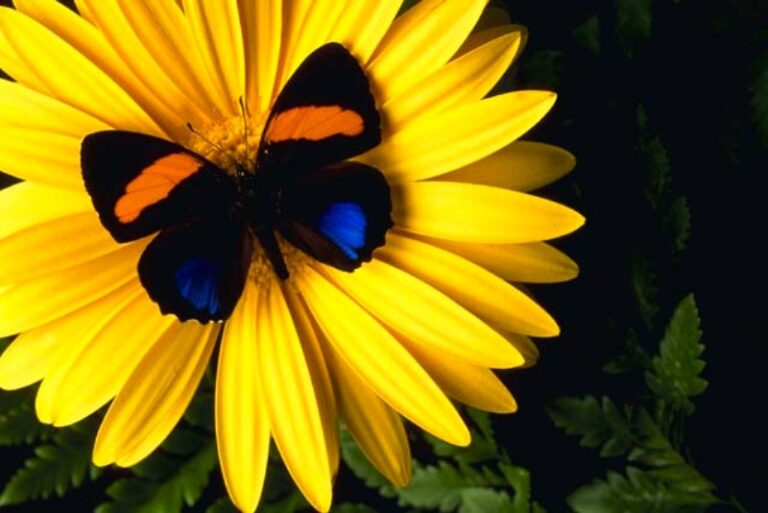 The Law of Reciprocal Attraction